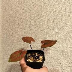 A88 観葉植物 カラジウム ニューウェーブの画像