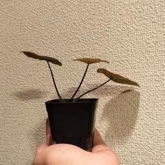A88 観葉植物 カラジウム ニューウェーブの画像