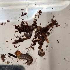 カブトムシ レッドボディ幼虫の画像
