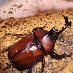 カブトムシ レッドボディ幼虫
