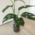 ランキングキーワードに紐づく投稿画像-観葉植物
