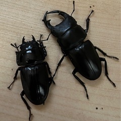 オオクワガタ　オス♂メス♀ペアの画像