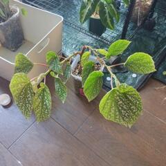A79 観葉植物 ベゴニア ホワイトアイス ネガミエルスリット鉢の画像