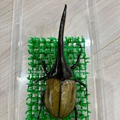 ヘラクレスオオカブト　成虫　オス　ヘラクレスヘラクレスの画像
