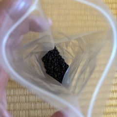 朝顔の種の画像
