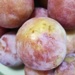 ☆☆完熟サマーエンジェル　3L　18個☆☆③おまけ付きの画像