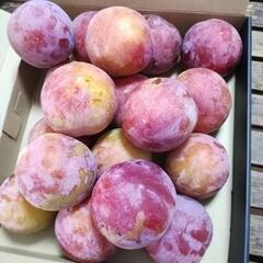 ☆☆完熟サマーエンジェル　3L　18個☆☆③おまけ付きの画像