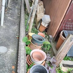 逗子 無料あげます 植木 植物  樹木 花壇 花 家庭菜園 土いじり 観葉植物 栽培 アロエ 紫蘇 シソ DIY 畑 農園 木陽樹 ガーデン 盆栽 造園 緑化 庭いじり 菜園 野畑 植木鉢 プラントポット プランター グロスポット お譲りします 0円の画像
