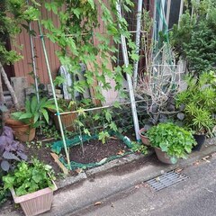 逗子 無料あげます 植木 植物  樹木 花壇 花 家庭菜園 土い...