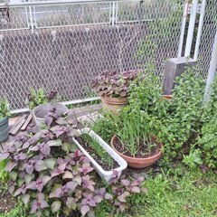 逗子 無料あげます 植木 植物  樹木 花壇 花 家庭菜園 土いじり 観葉植物 栽培 アロエ 紫蘇 シソ DIY 畑 農園 木陽樹 ガーデン 盆栽 造園 緑化 庭いじり 菜園 野畑 植木鉢 プラントポット プランター グロスポット お譲りします 0円の画像