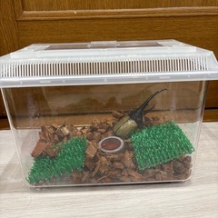 ヘラクレスオオカブト成虫オス♂ 　ヘラクレスヘラクレスの画像