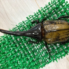 ヘラクレスオオカブト成虫オス♂ 　ヘラクレスヘラクレスの画像
