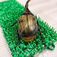 ヘラクレスオオカブト成虫オス♂ 　ヘラクレスヘラクレスの画像