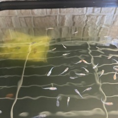 3色ラメめだか稚魚　R7.6月産まれ　5匹の画像