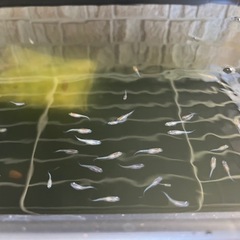 3色ラメめだか稚魚　R7.6月産まれ　5匹の画像