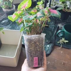 A77 観葉植物 カラジウム ネガミエル スリット鉢 3.5号の画像