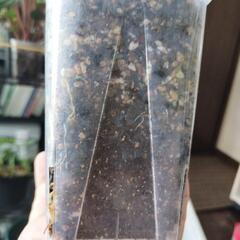 A77 観葉植物 カラジウム ネガミエル スリット鉢 3.5号の画像