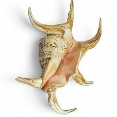 大きな貝殻　３種　スイジガイ　タカラガイ　クレナイガンゼキの画像