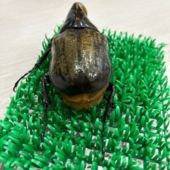 ヘラクレスオオカブト成虫　オス♂ ヘラクレスヘラクレスの画像