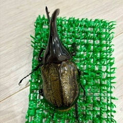 ヘラクレスオオカブト成虫　オス♂ ヘラクレスヘラクレスの画像