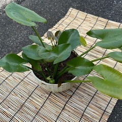 コウホネ(水生植物)の画像
