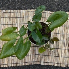 コウホネ(水生植物)の画像