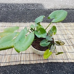 コウホネ(水生植物)の画像