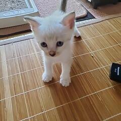 子猫の里親探しています❗