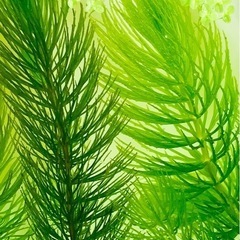 水草4種セット☘たっぷり大量❗️農薬不使用の画像