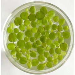 水草4種セット☘たっぷり大量❗️農薬不使用の画像