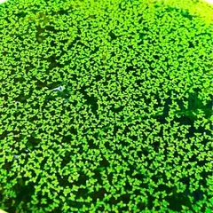 水草4種セット☘たっぷり大量❗️農薬不使用の画像