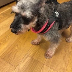 Tre Ponti フィッビア アジャスタブルタイプ 犬用ハーネス ピンクの画像