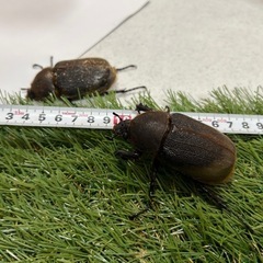 ヘラクレスオオカブト　ペアの画像