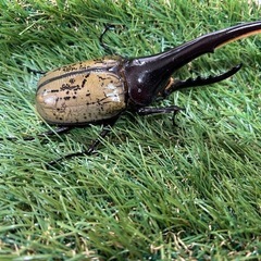 ヘラクレスオオカブト　ペアの画像
