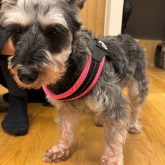 トレポンティ Tre Ponti フィッビア アジャスタブルタイプ ソフトメッシュ  犬用ハーネス ピンクメッシュの画像