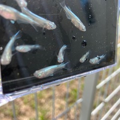 メダカ【幹之】若魚10匹の画像
