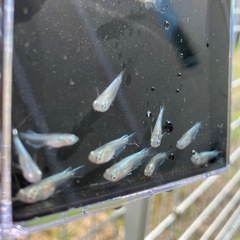 メダカ【幹之】若魚10匹の画像