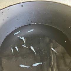 メダカ【幹之】若魚10匹の画像