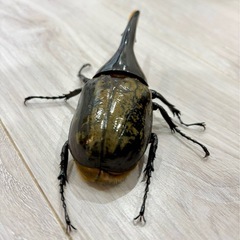 ヘラクレスオオカブト成虫オス♂ ヘラクレスヘラクレスの画像