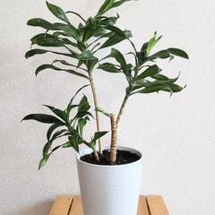 ドラセナ　ソングオブジャマイカ　観葉植物　インテリアの画像