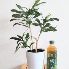 ドラセナ　ソングオブジャマイカ　観葉植物　インテリアの画像
