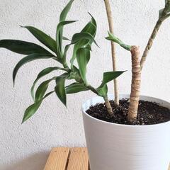 ドラセナ　ソングオブジャマイカ　観葉植物　インテリアの画像