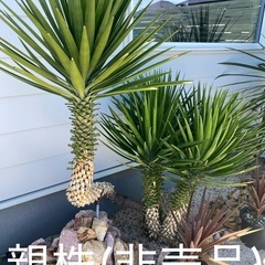 ユッカ　Yucca aloifolia 子株　の画像