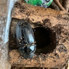 オオクワガタ能勢ＹＧ血統♂1匹➕♀6匹の画像