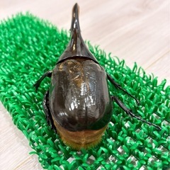 ヘラクレスオオカブト成虫オス♂ ヘラクレスヘラクレスの画像