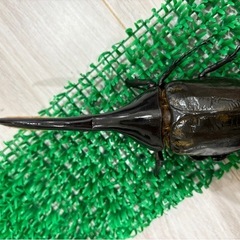 ヘラクレスオオカブト成虫オス♂ ヘラクレスヘラクレスの画像