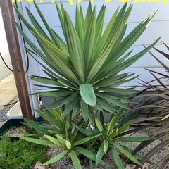 ユッカ　子株　Yucca gloriosaの画像