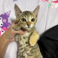 残った1匹の里親様募集しています！