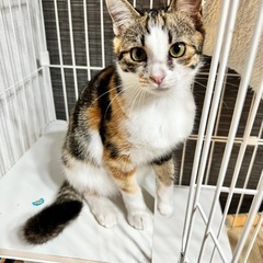 三毛猫