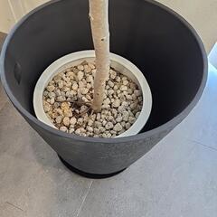 【無料】大型観葉植物ベンジャミン おしゃれな樹形◎（渋谷区恵比寿まで引取必須）
の画像
